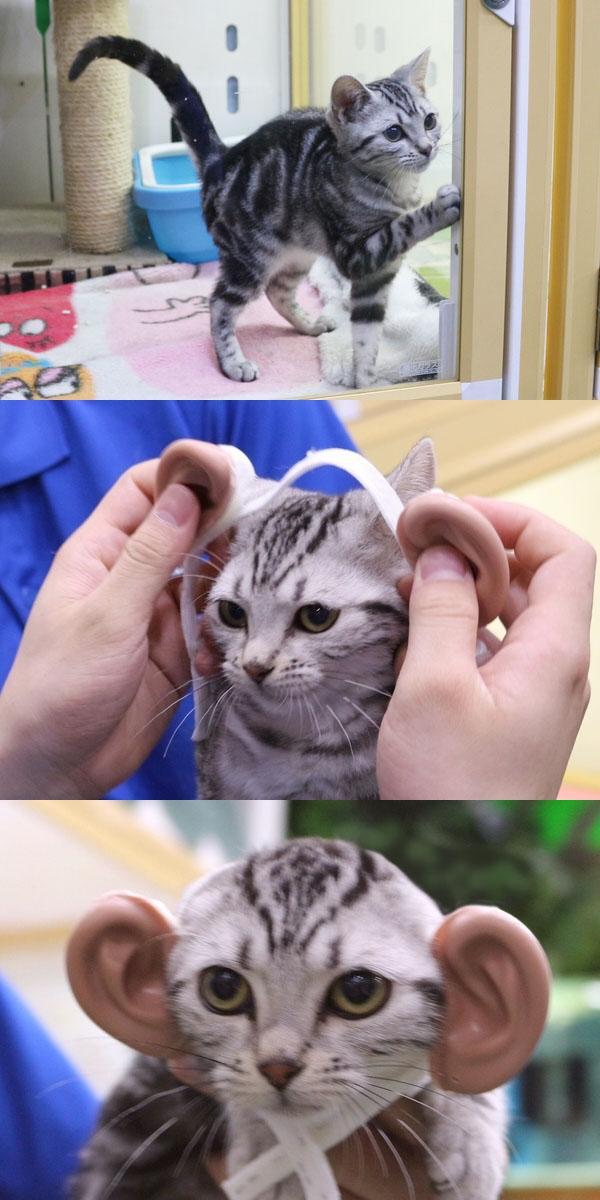 고양이 귀 등가교환.jpg_2.jpg
