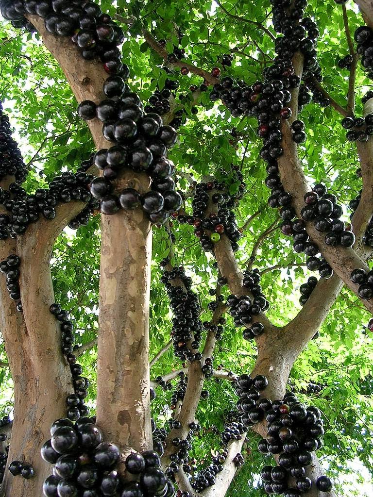 Jabuticaba 1.jpg