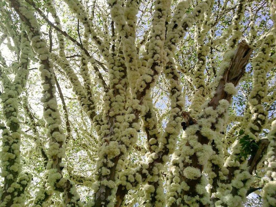 Jabuticaba 10.jpg