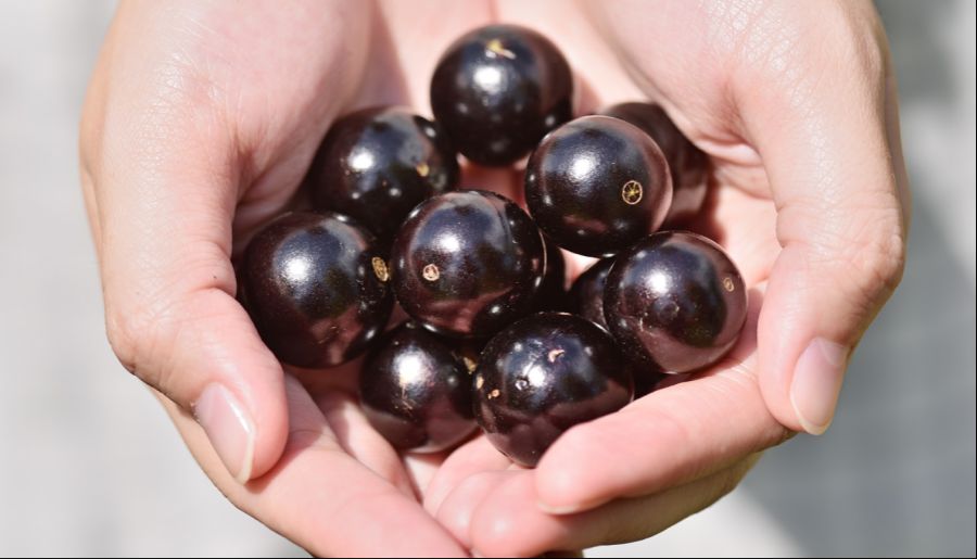 jabuticaba-fruta-maos-1018-1400x800.jpg