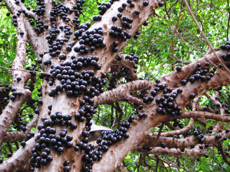 jabuticaba1.jpg