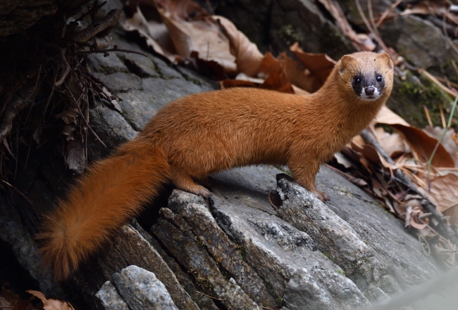 일본 생태계를 박살낸 한국 동물_2.jpg