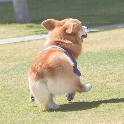 귀여운 엉덩이들이나 보고 가라._3.png