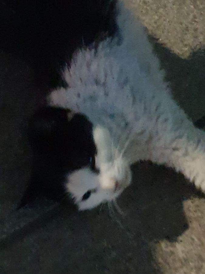 유게이족? 싸이족?_3.jpg