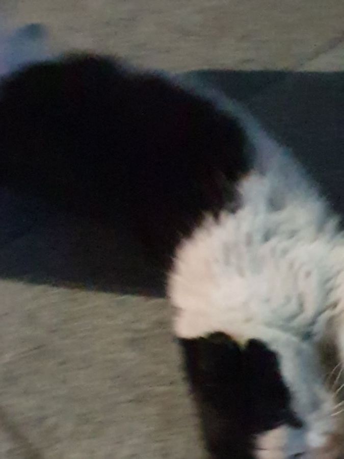 유게이족? 싸이족?_4.jpg