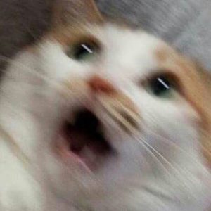 오묘한 고양이의 세계.PNG_8.jpg