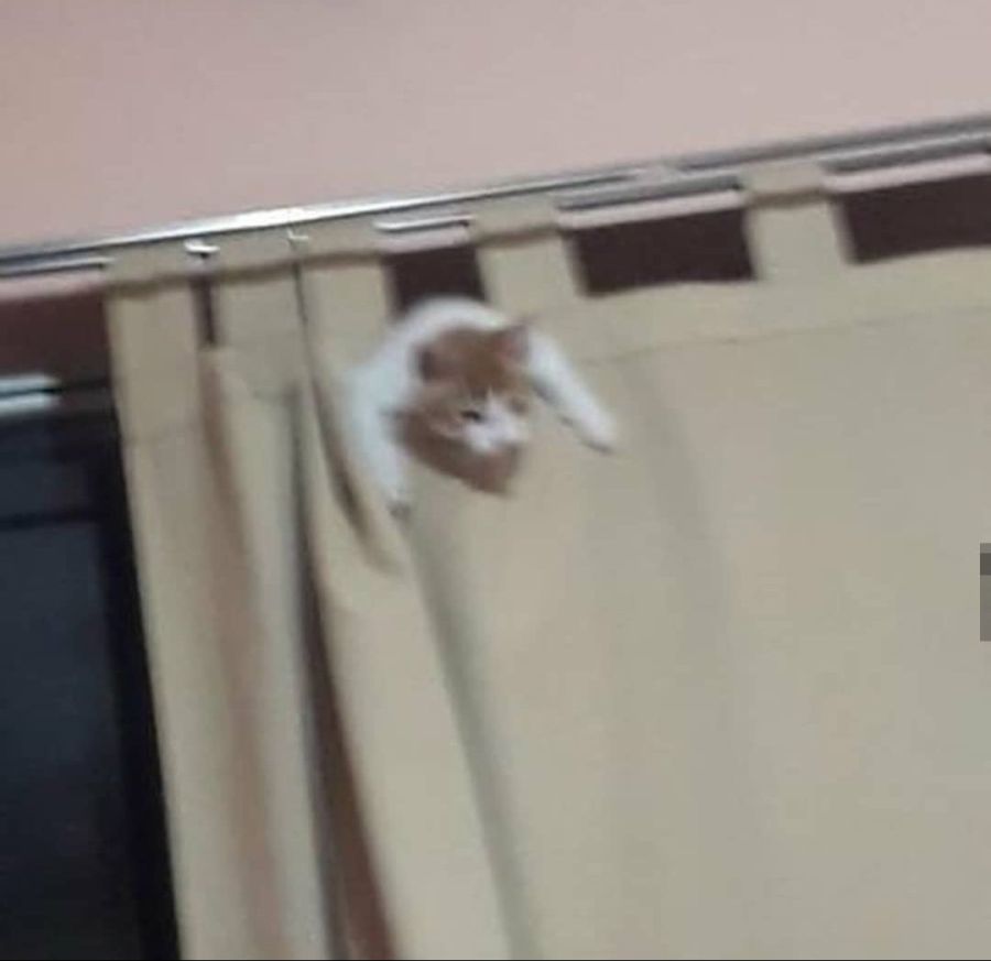 오묘한 고양이의 세계.PNG_12.jpeg