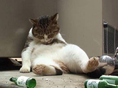 오묘한 고양이의 세계.PNG_17.jpg