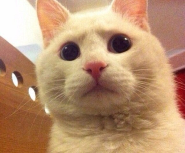 오묘한 고양이의 세계.PNG_18.jpg