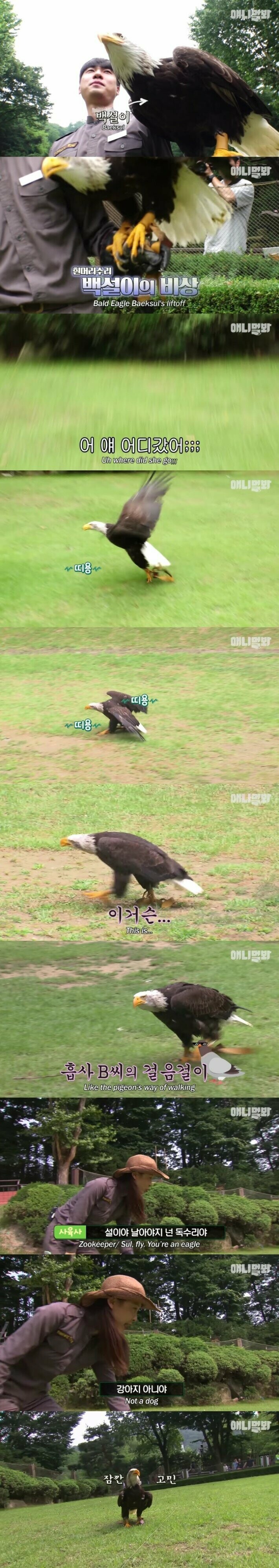 맹금류 기질이 없는 독수리_1.jpg