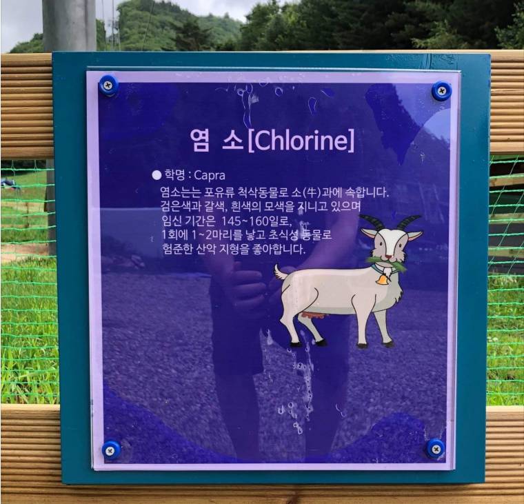 염소를 영어로 하면?_1.jpg
