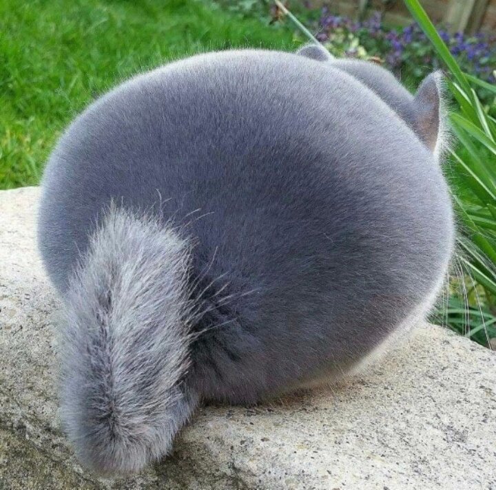 각종 엉덩이 모음_1.jpg