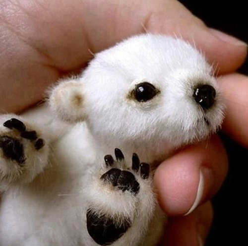 갓태어난 북극곰새끼_1.jpg