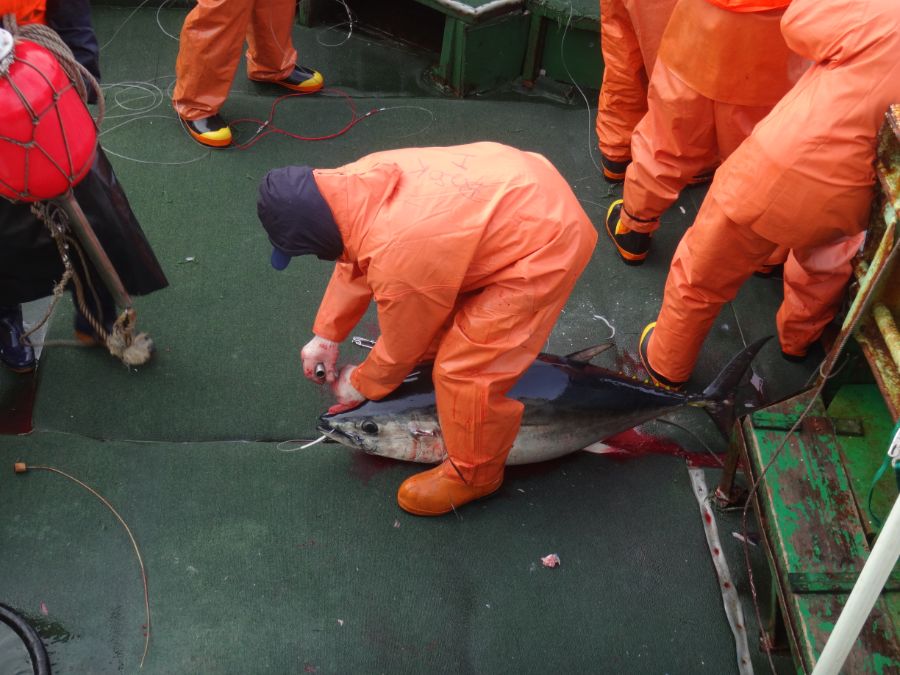 201904_김지윤_CCSBT_SOUTHERN BLUEFIN TUNA_즉살.JPG