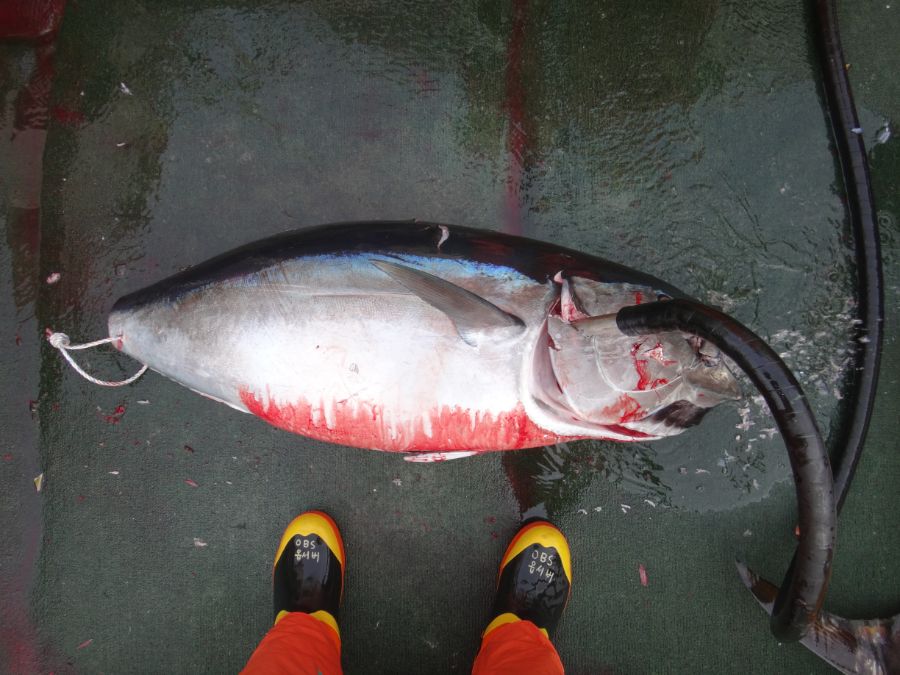 201904_김지윤_CCSBT_335_SOUTHERN BLUEFIN TUNA.JPG