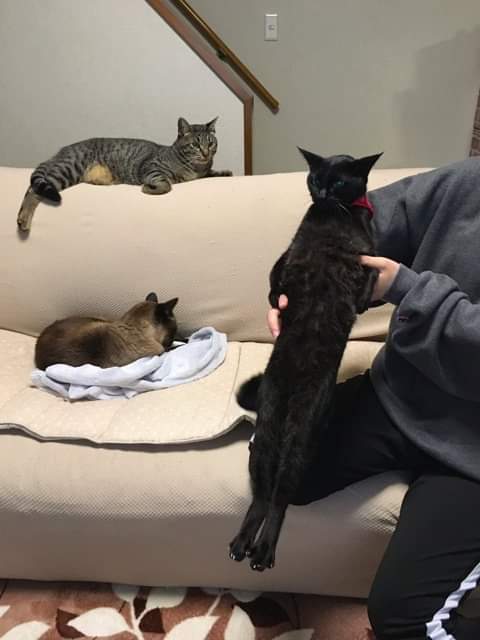 절대 굽히지 않는 고양이.jpg_2.jpg