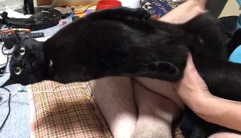 절대 굽히지 않는 고양이.jpg_4.jpg