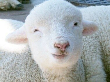 양이 메에에 하고 운다는거 말도 안되는 소리임_1.jpeg