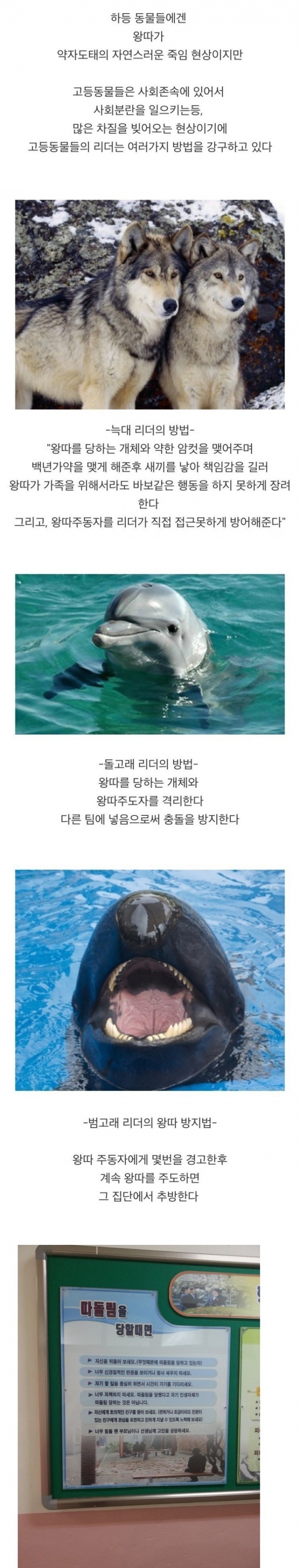 고오오급 지능 동물들의 왕따 대처법_1.jpg