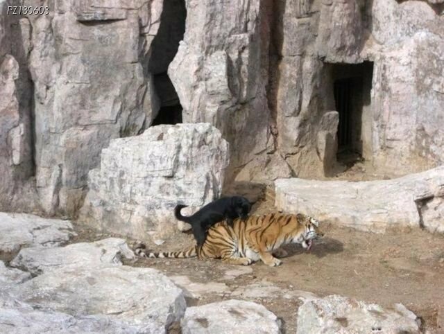 하룻강아지 범무서운줄 모르고 해버린 결과.jpg_1.jpg