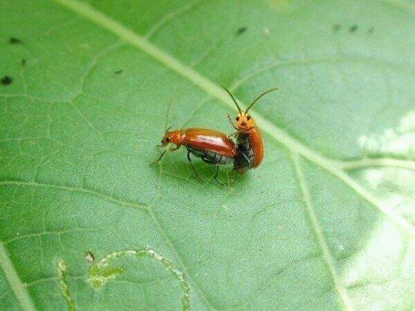 교미! 교미! 교미!_1.jpg