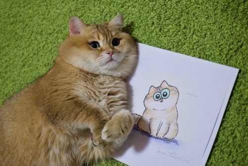 Hosico-500x334.jpg