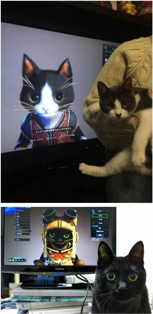 고양이 키우는 몬헌 유저 특징.jpg_1.jpg