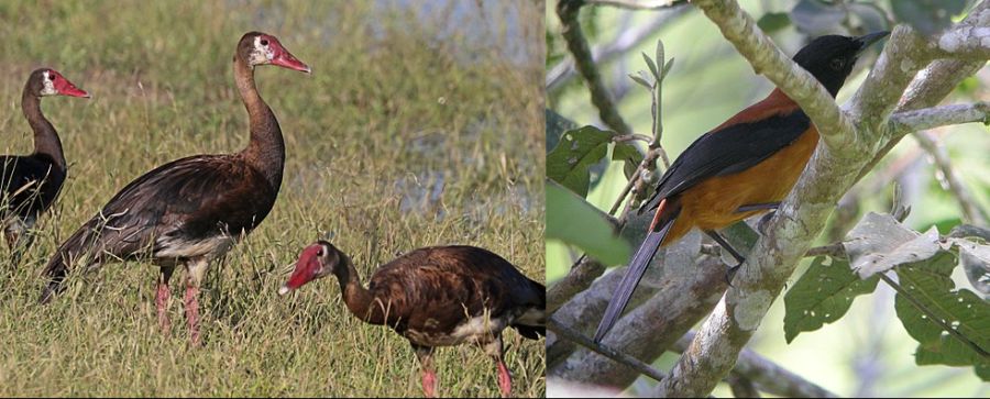 고대 중국의 전설의 생물 '짐새'_2.png