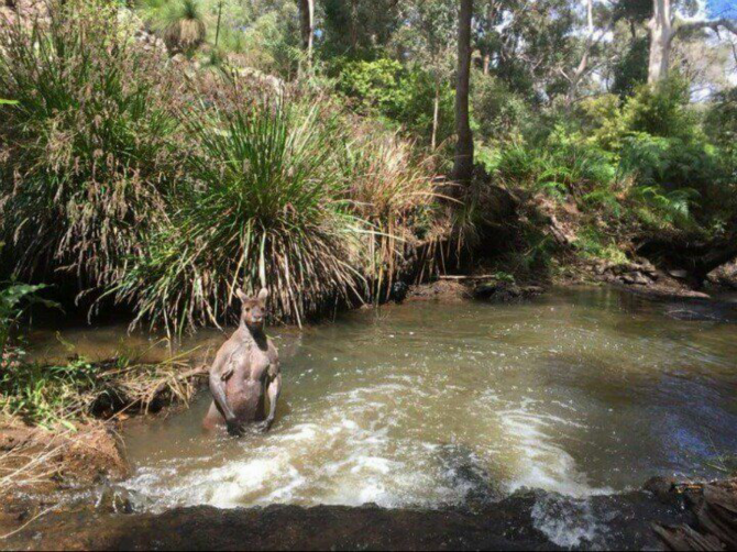 호주 노천 노출... 후방주의_1.png