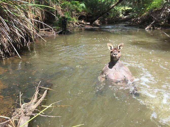 호주 노천 노출... 후방주의_2.png