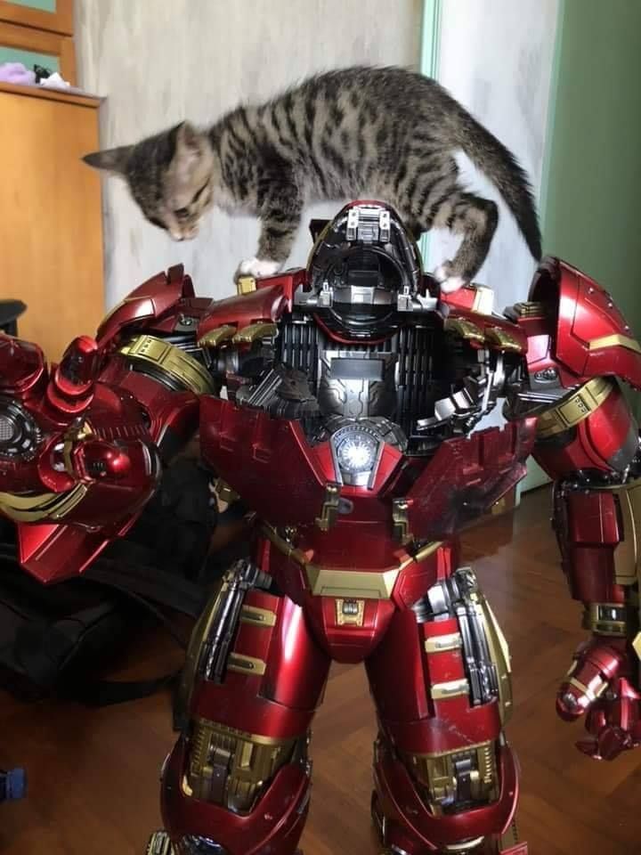 자기가 있어야할곳를 잘 아는 고양이_1.jpeg