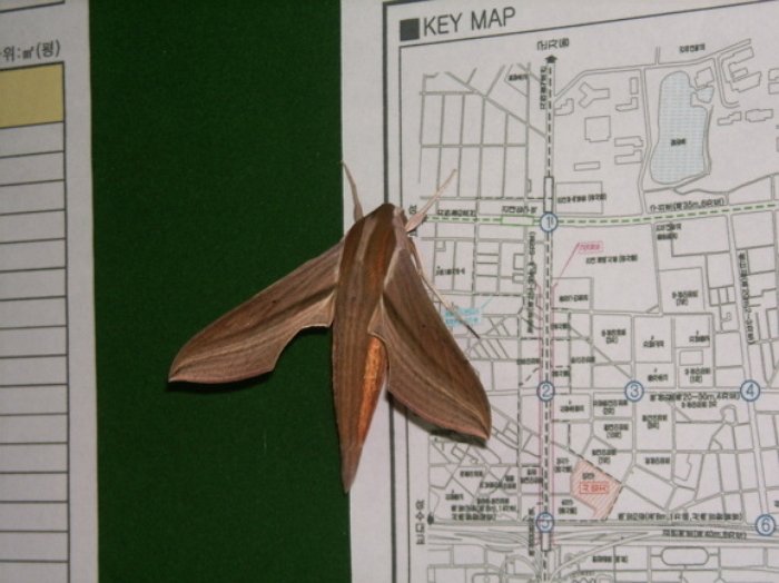 외국인들이 한국 오면 놀라는것_4.jpeg