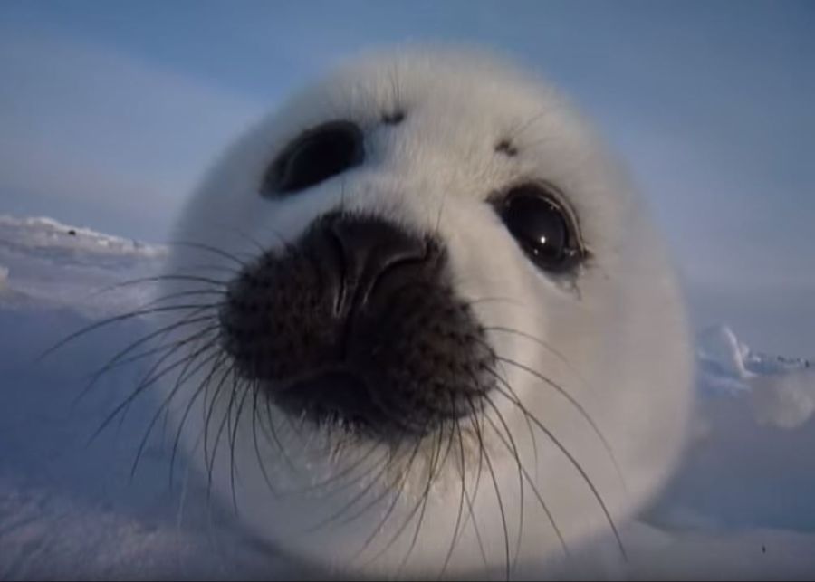 seal02.JPG