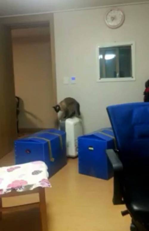 고양이 지능 수준_3.jpg