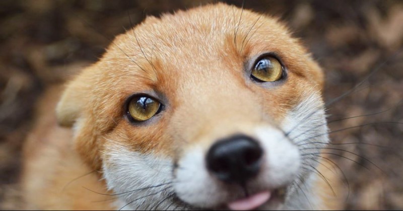 여우 보고가_15.jpg