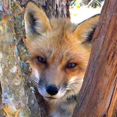 여우 보고가_20.jpg