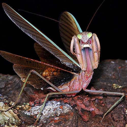파충류 애완곤충전문농장 벌러지닷컴 실내사육으로 축양한 건강한 왕사마귀약충 대량입고_1.jpg