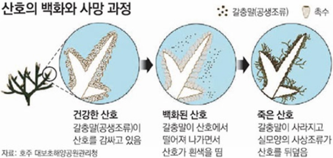 (포켓몬) 충격적인 가라르 코산호 근황.jpg_5.png