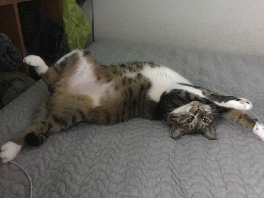 자다 깬 기념으로 유게에서 모은 고양이 짤 모음_1.jpg
