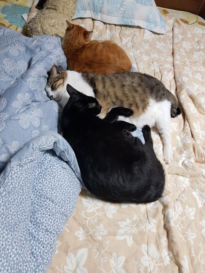 자다 깬 기념으로 유게에서 모은 고양이 짤 모음_5.jpg