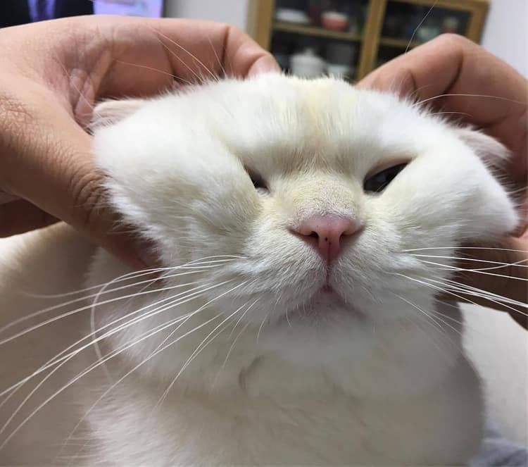 자다 깬 기념으로 유게에서 모은 고양이 짤 모음_10.jpg
