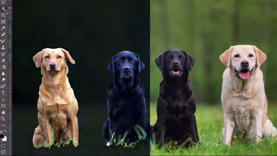 photoshop-cc-2020-doggies.jpg