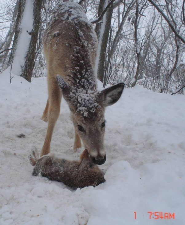 비건이 빡대가리인 이유_1.jpeg