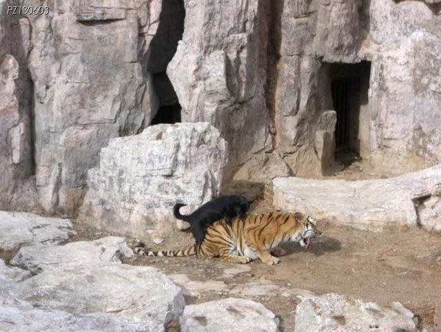 귀여운 멍냥이 짤이나 보고가라_2.jpg