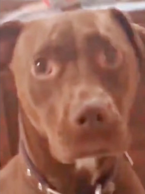 반려견 훈련은 "앉아"와"손" 부터입니다._1.jpg