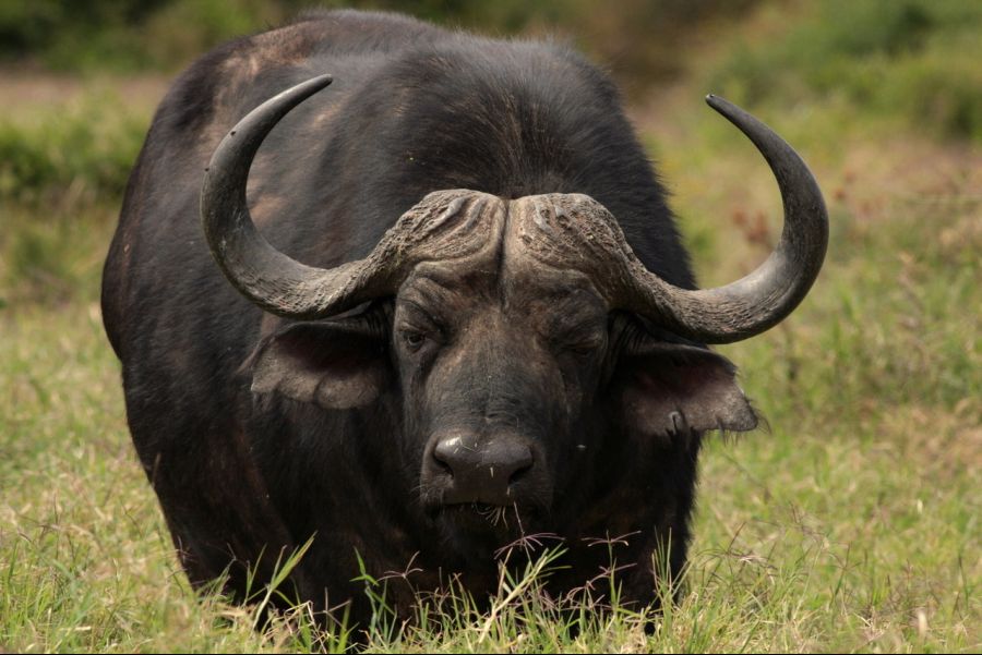 cape-buffalo-at-addo-park-south-africa-1-1338324-1279x852.jpg