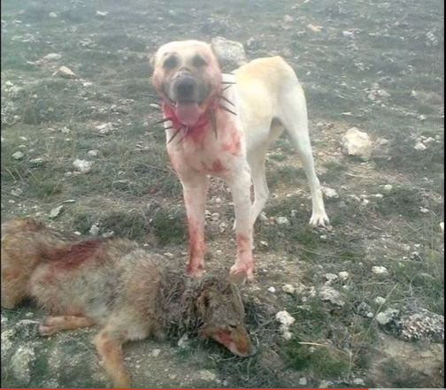 늑대 방어용 개 목걸이.JPG_4.jpg