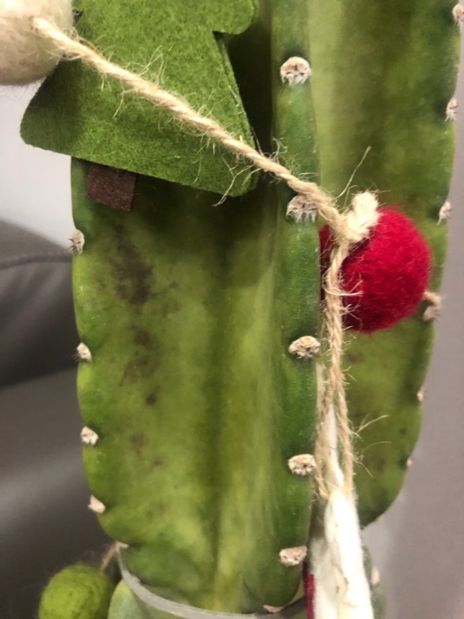 선인장 살리는 법 알려주세요.._3.jpeg