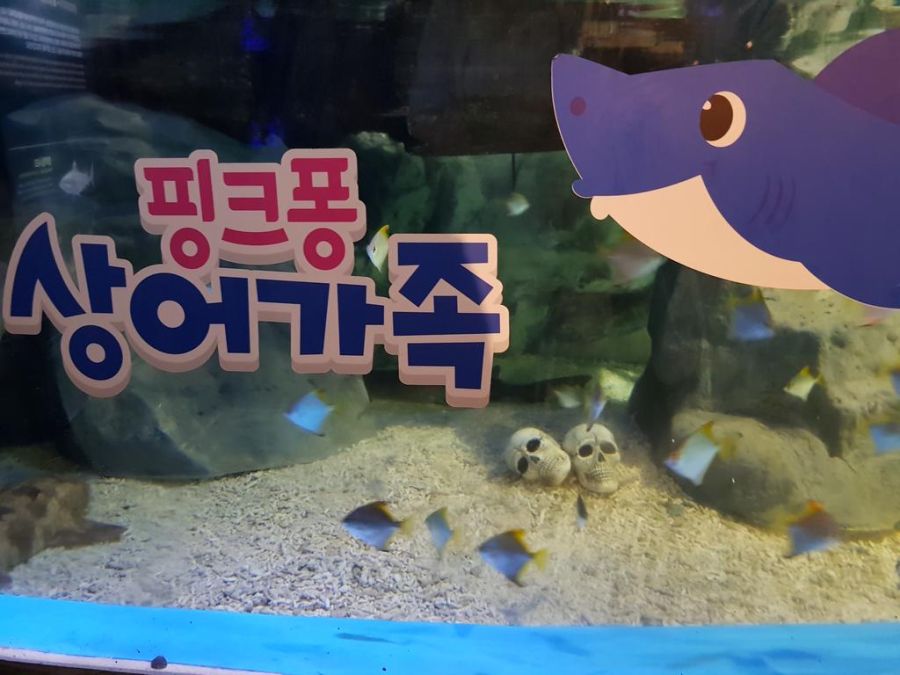 이것이 당신이 좋아하는 상어가족입니다_1.jpg