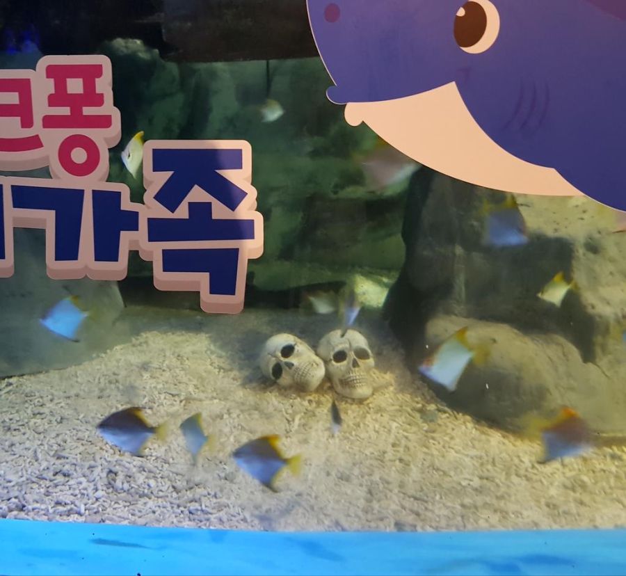 이것이 당신이 좋아하는 상어가족입니다_2.jpg